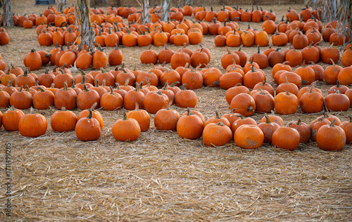 Rows of pumpkins arranged in autumn field. Seasonal pumpkin harvest before Halloween celebrations. 
