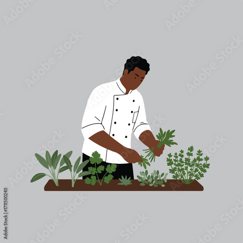 Chef harvesting fresh herbs