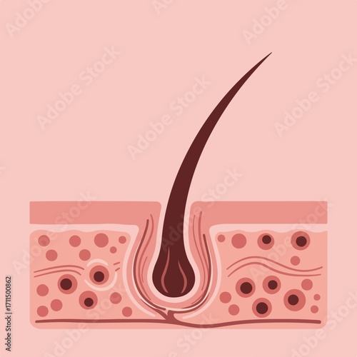 Hair Follicle Anatomy