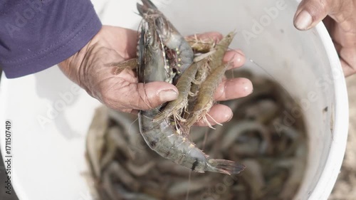 Farmers harvesting fresh shrimp from the pond, symbolizing aquaculture, seafood production, and sustainable farming.