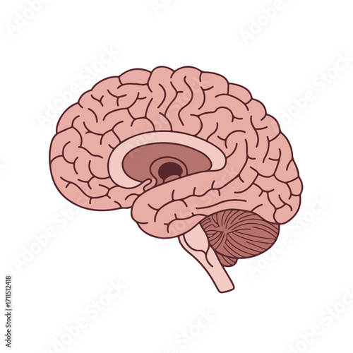 Illustrated side-view depiction of a human brain with anatomical details on a white background