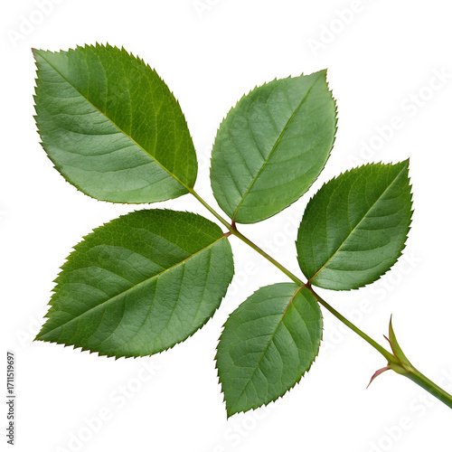 Green rose leaves isolated on transparent background