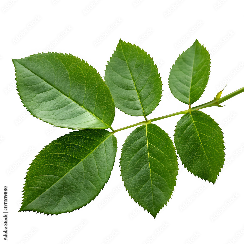 Obraz premium Green rose leaves isolated on transparent background