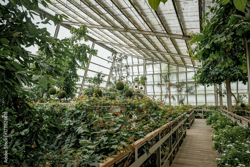 Lush greenhouse with diverse plants and wooden walkways