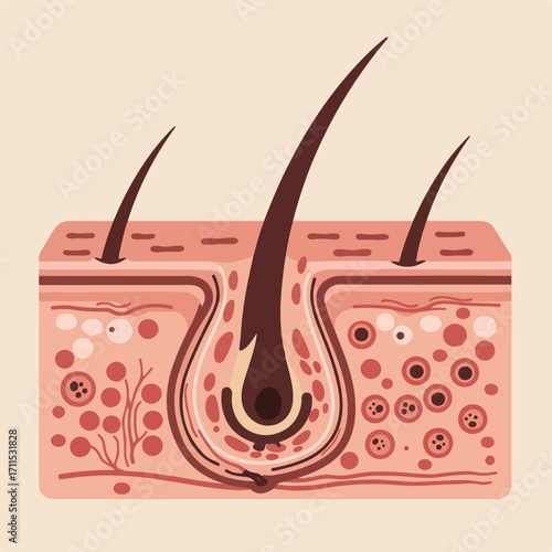 Stylized anatomical illustration of skin and hair, showing layers and hair follicles