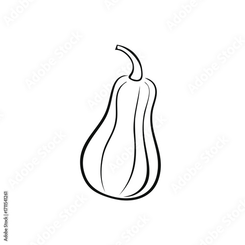 Outline drawing of a butternut squash on white background