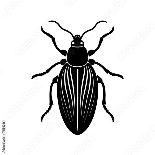 Seed Beetle Entomology Illustration 