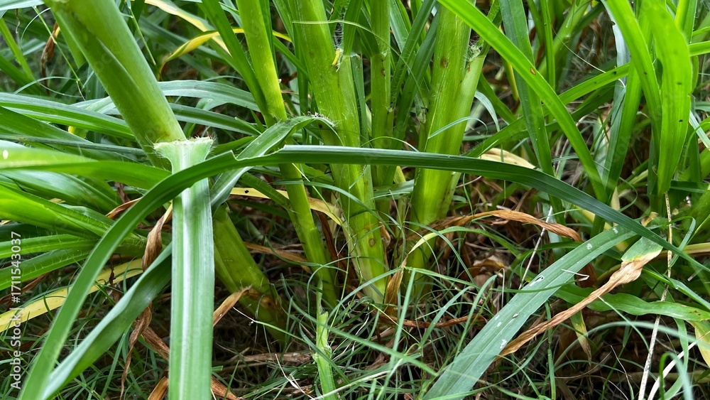 Obraz premium Close-up of Lush Green Grass: An intimate perspective reveals the vibrant hues and intricate details of a dense patch of verdant grass, perfect for illustrating nature's beauty.