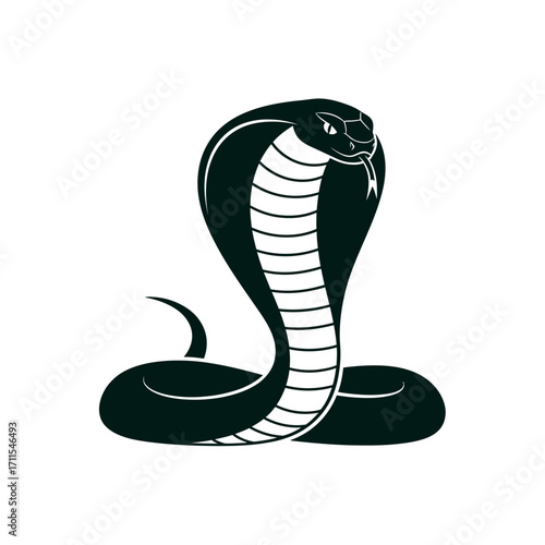Illustration of a cobra snake with tongue out isolated on white background vector format
