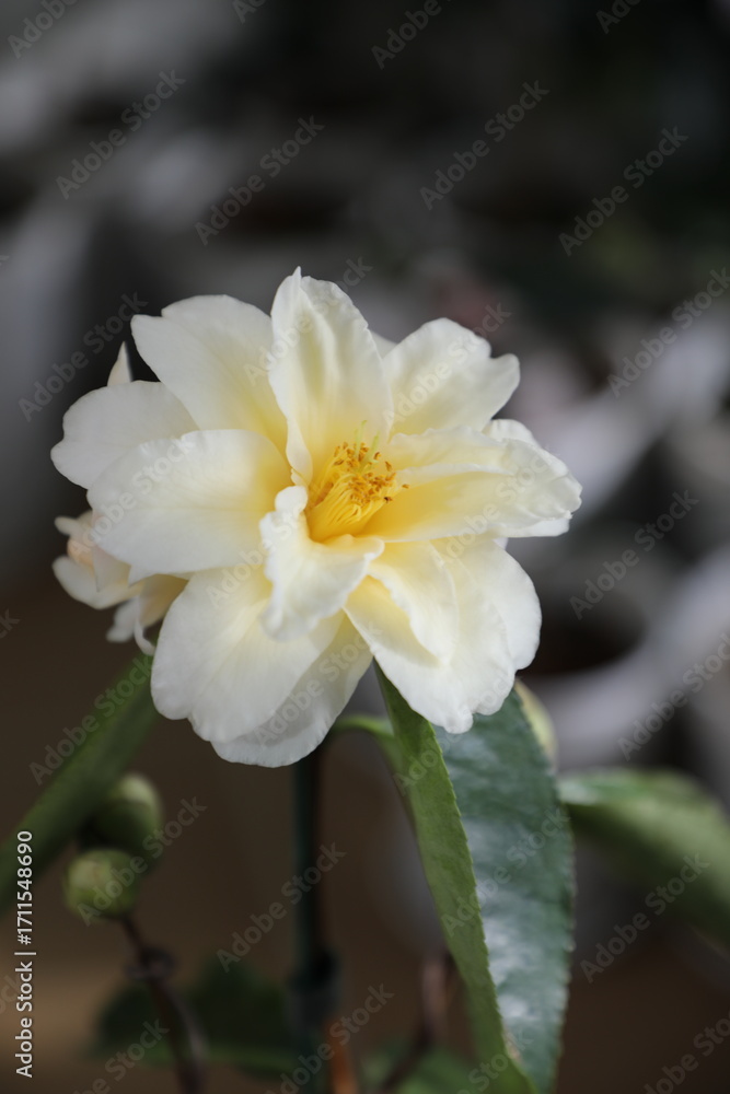 Fototapeta premium A beautiful camellia grown and photographed by a camellia enthusiast. 