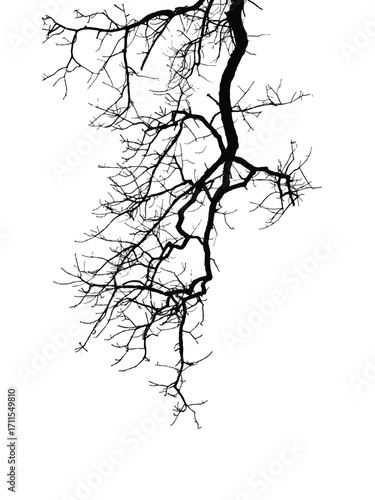 Silhouette of bare branche of tree isolated on white. Black and white vector illustration
