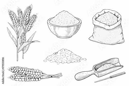 Collection of hand drawn wheat grains and processed products