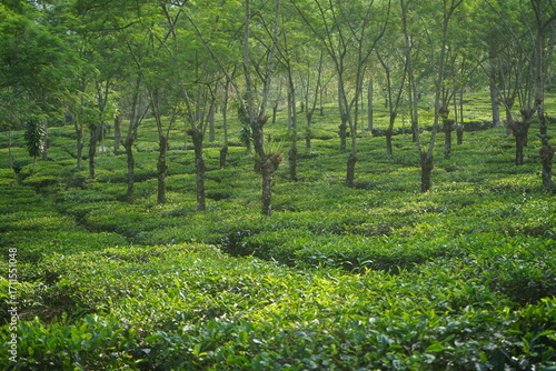 tea plantation