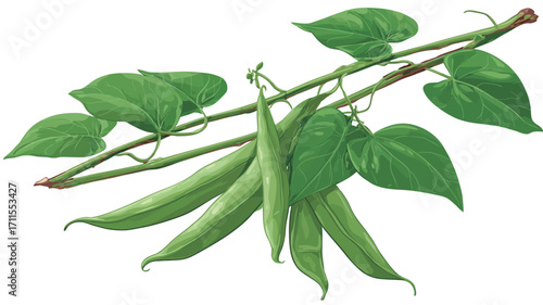 A detailed illustration of green beans on a vine.  The image shows several green bean pods attached to the vine, along with several vibrant green leaves. The illustration style is realistic with a