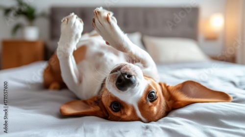 Beagle lying on its back waiting for belly rubs, modern bedroom background