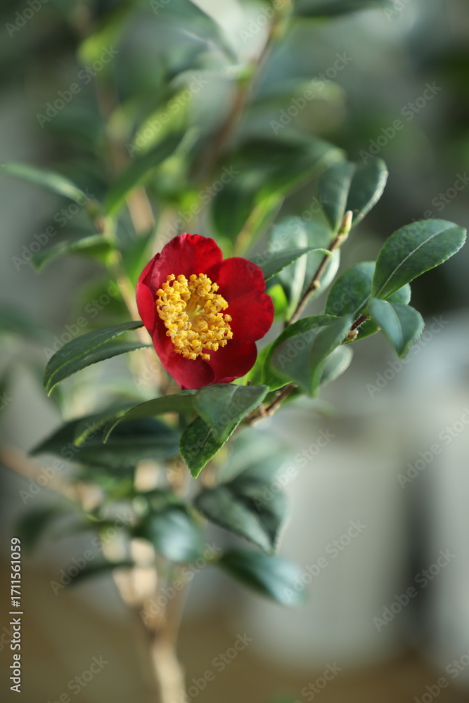 Obraz premium A beautiful camellia grown and photographed by a camellia enthusiast. 