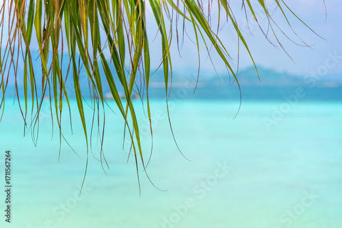 Close-up of palm leaves or beach plants on a tropical beach background with white sand and clear blue water, abstract background or copy space.
