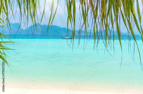 Close-up of palm leaves or beach plants on a tropical beach background with white sand and clear blue water, abstract background or copy space.