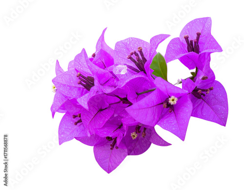 Close-up of a purple bougainvillea bush with many flowers. Isolated on a png file wit  