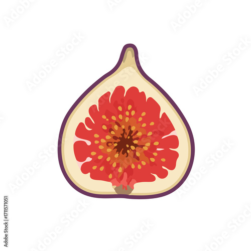 Vector illustration of a halved fig displaying its colorful pulp and outer skin