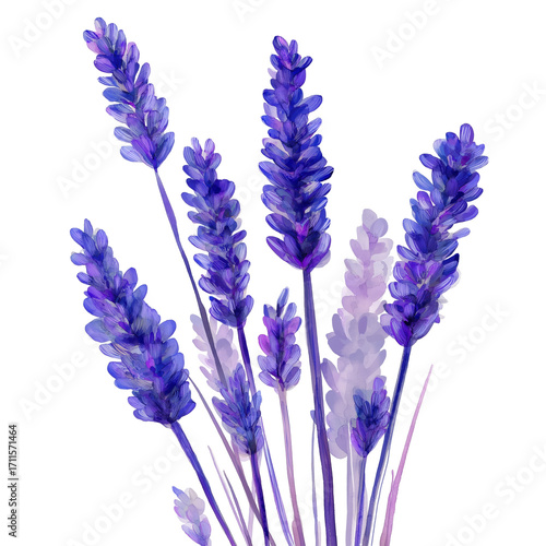Lavender stalk lavender bundle purple flower floral illustration botanical stem aromatic herb meadow blossom bouquet arrangement watercolor style purple hue
