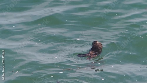 Cape Kiritappu, Hokkaido Wild sea otter parent and child raising their young