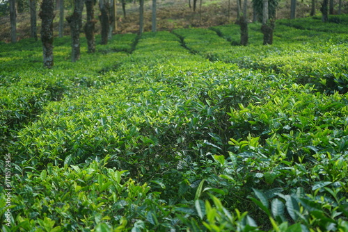 Wallpaper Mural tea plantation Torontodigital.ca