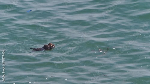 Cape Kiritappu, Hokkaido Wild sea otter parent and child raising their young