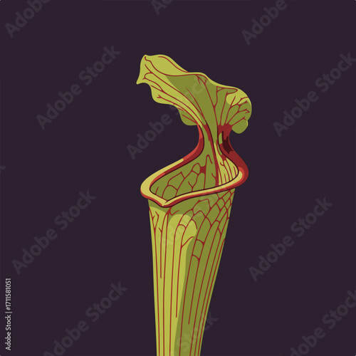 Illustration of a pitcher plant with red veins and a dark purple background