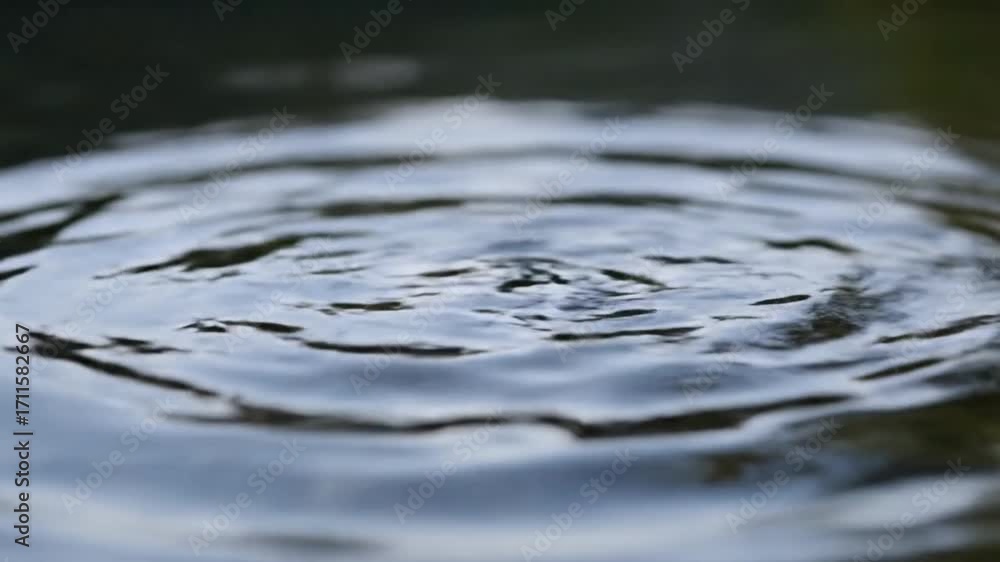 custom made wallpaper toronto digitalGentle ripples spread across dark, calm water surface after a drop falls, creating serene natural patterns.