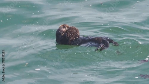 Cape Kiritappu, Hokkaido Wild sea otter parent and child raising their young
