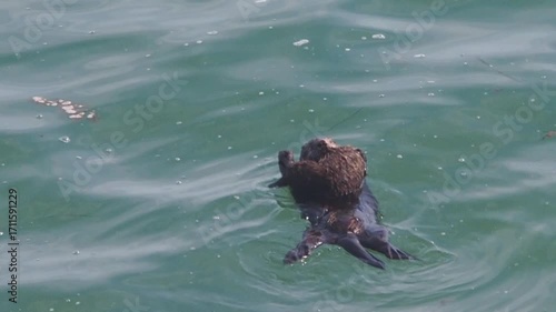 Cape Kiritappu, Hokkaido Wild sea otter parent and child raising their young
