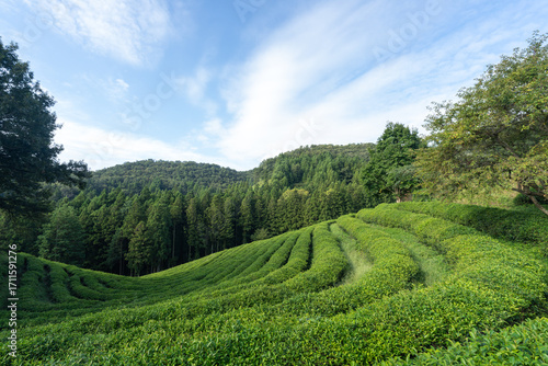 Large area of green tea fields in the boseong. 보성 녹차밭