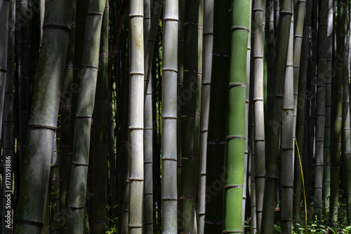 A view of a bamboo grove bathed in sunlight. 대나무 숲