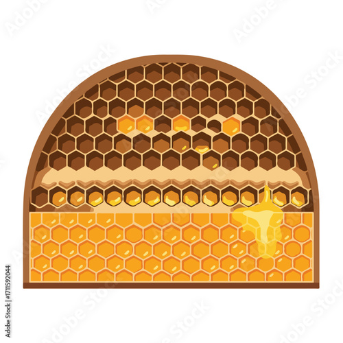 A segmented, halved honeycomb with dripping honey, presented on a white background
