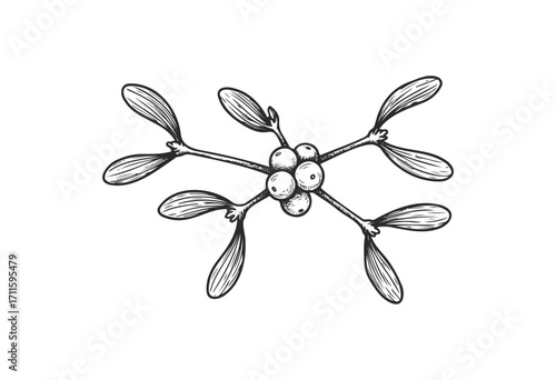 Botanical mistletoe sketch with berries and leaves in black and white - stock vector