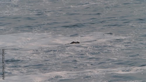 Cape Kiritappu, Hokkaido Wild sea otter parent and child raising their young