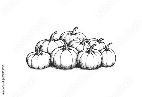 Black and white sketch of a pumpkin group with detailed shadows - stock vector