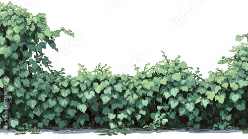 A digital illustration depicting a dense, lush green ivy hedge. The ivy leaves are depicted in varying shades of green, creating a textured appearance. The hedge is presented against a plain white