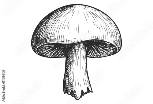 Detailed black and white sketch of a mushroom with classic cap and stem design - stock vector