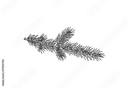 Detailed black and white evergreen pine branch illustration - stock vector