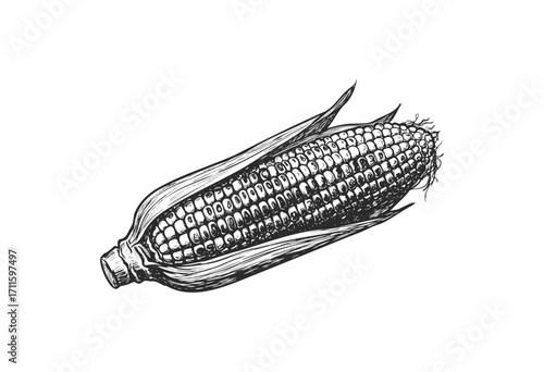 Detailed black and white corn cob illustration with husk - stock vector