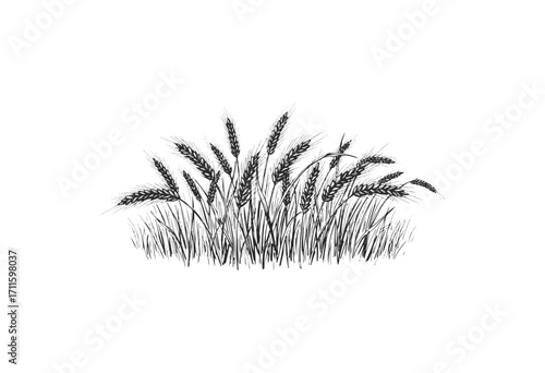 Detailed black and white wheat drawing with spikes and grass - stock vector