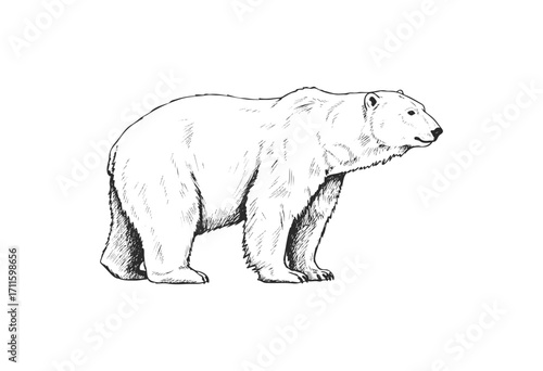 Detailed hand-drawn polar bear illustration in black and white - stock vector