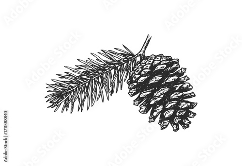 Detailed pine cone sketch with branch - stock vector
