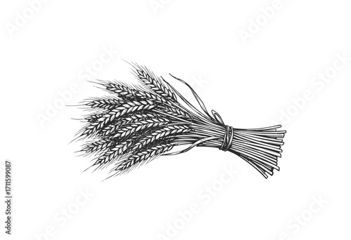 Detailed black and white wheat bundle drawing - stock vector