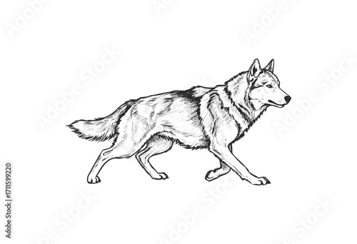 Detailed black and white drawing of a walking wolf in profile view - stock vector