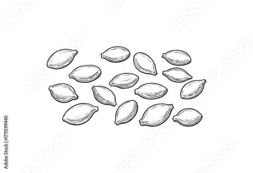 Hand-drawn black and white pumpkin seeds - stock vector