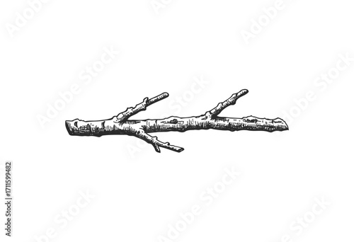 Detailed hand-drawn tree branch illustration with fine textures - stock vector