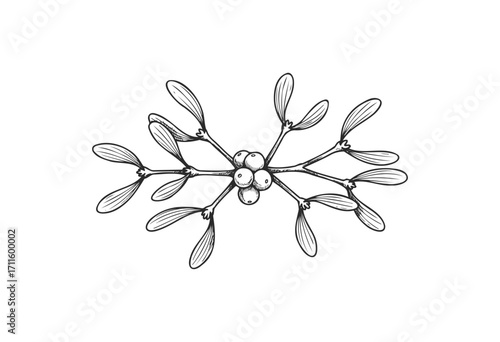 Detailed black and white mistletoe illustration with berries and leaves - stock vector